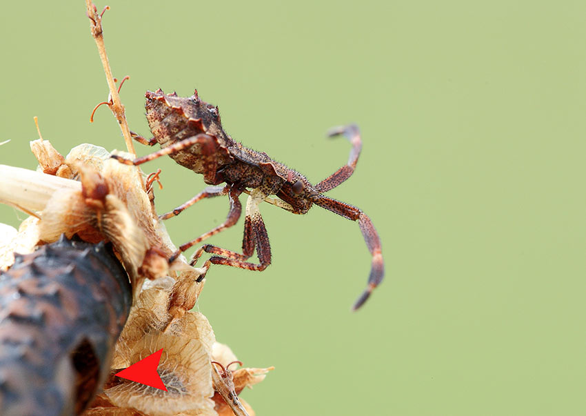 Predatori di farfalle